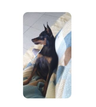 Hotel para Cães