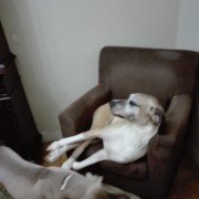 Patinhas na casa do Miguel - Odivelas - Pet Sitting