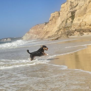 Pet Sitting - Póvoa de Varzim - Dog Sitting
