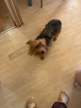 Hotel para Cães