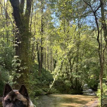 Beatriz - Vila Nova de Gaia - Dog Walking