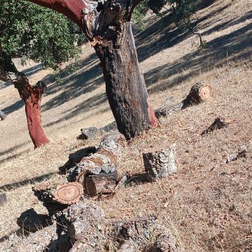 prestação de serviços rural - Viana do Alentejo - Handyman