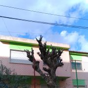 JR mudanças e Jardins - Lisboa - Tree Trimming and Maintenance