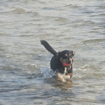 Pet Sitting - Póvoa de Varzim - Pet Sitting