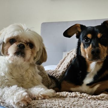 Pet Sitting - Póvoa de Varzim - Cuidados para Animais de Estimação
