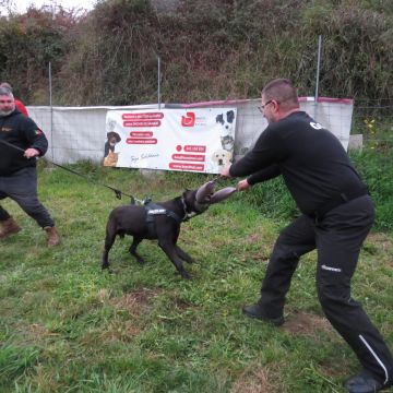 Guardiões do Candal k9 - Vila Nova de Gaia - Treino de Cães - Aulas