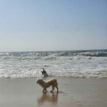 Pet Sitting - Póvoa de Varzim - Cuidados para Animais de Estimação