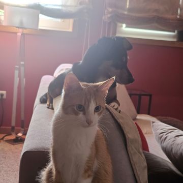 Pet Sitting - Póvoa de Varzim - Dog Sitting