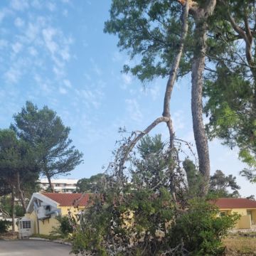 António Silva - Cascais - Baumpflege