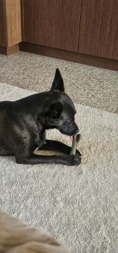 Pet Sitting - Póvoa de Varzim - Pet Sitting e Pet Walking