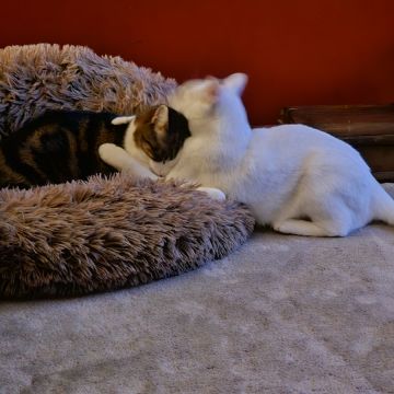Pet Sitting - Póvoa de Varzim - Cuidados para Animais de Estimação