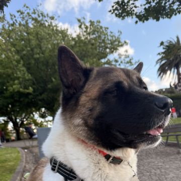 Beatriz - Vila Nova de Gaia - Dog Sitting