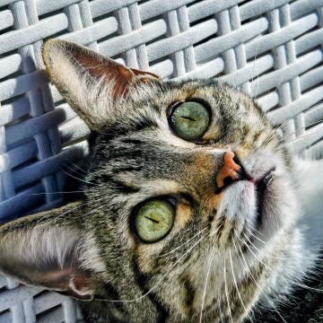 Pet Sitting - Póvoa de Varzim - Pet Sitting e Pet Walking