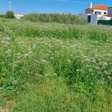 Relvagrass - Barreiro - Limpieza de tejados