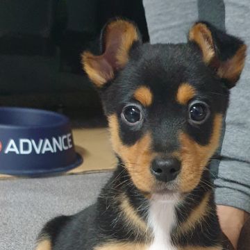 Pet Sitting - Póvoa de Varzim - Dog Walking