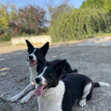 Estimacão | Educação e bem-estar - Ílhavo - Entrenamiento de animales y modificación de la conducta (no caninos)