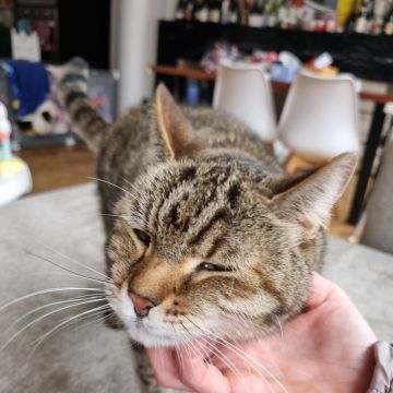 Nathalie - Almada - Cat Sitting