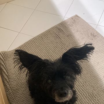 Patricia - Sintra - Katzensitter