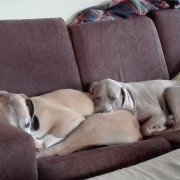 Patinhas na casa do Miguel - Odivelas - Dog Sitting