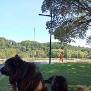 Henrique Fernandes - Lisboa - Dog Walking