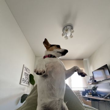 Tiago - Loures - Pet Sitting e Pet Walking