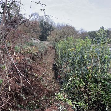 Tiago Carvalho - Santo Tirso - Plantação de Árvores