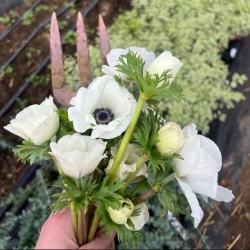 Alexandra - Sintra - Wedding Florist