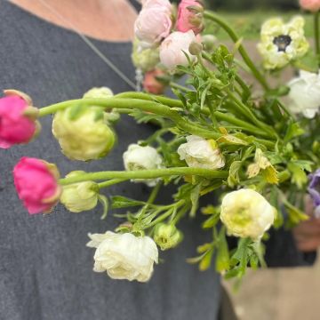 Alexandra - Sintra - Event Florist