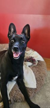 Pet Sitting - Póvoa de Varzim - Cuidados para Animais de Estimação