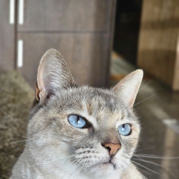Pet Sitting - Póvoa de Varzim - Cat Sitting