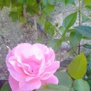 Madame Sotues - Pombal - Spirituelle Beratung