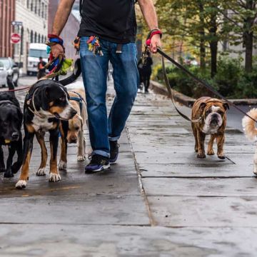PettBoss - Maia - Dog Walking