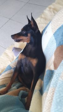 Hotel para Cães