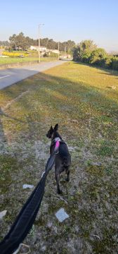 Pet Sitting - Póvoa de Varzim - Pet Sitting
