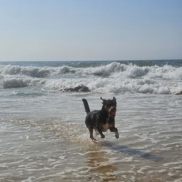 Pet Sitting - Póvoa de Varzim - Pet Sitting e Pet Walking