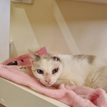 Nathalie - Almada - Pet Sitting