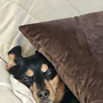 Pet Sitting - Póvoa de Varzim - Pet Sitting e Pet Walking