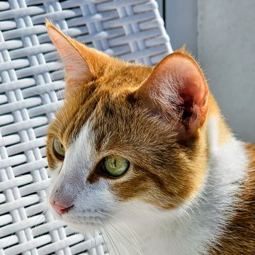 Pet Sitting - Póvoa de Varzim - Pet Sitting