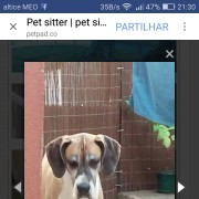Patinhas na casa do Miguel - Odivelas - Pet Boarding and Daycare
