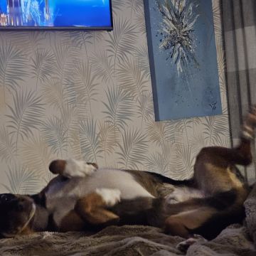 Pet Sitting - Póvoa de Varzim - Cat Sitting