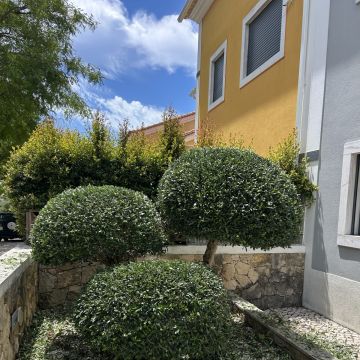 EiliGarden - Sintra - Shrub Removal