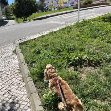 Tiago - Loures - Cuidados para Animais de Estimação