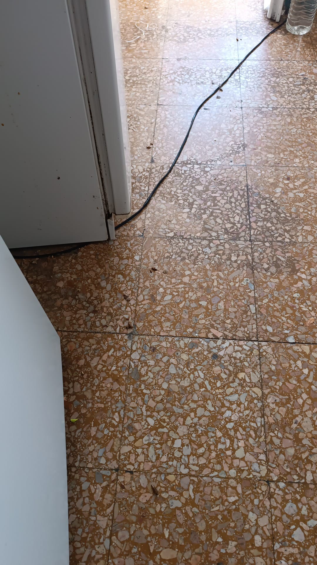 Abpossibility unipessoal Lda - Sintra - Bed Bug Extermination