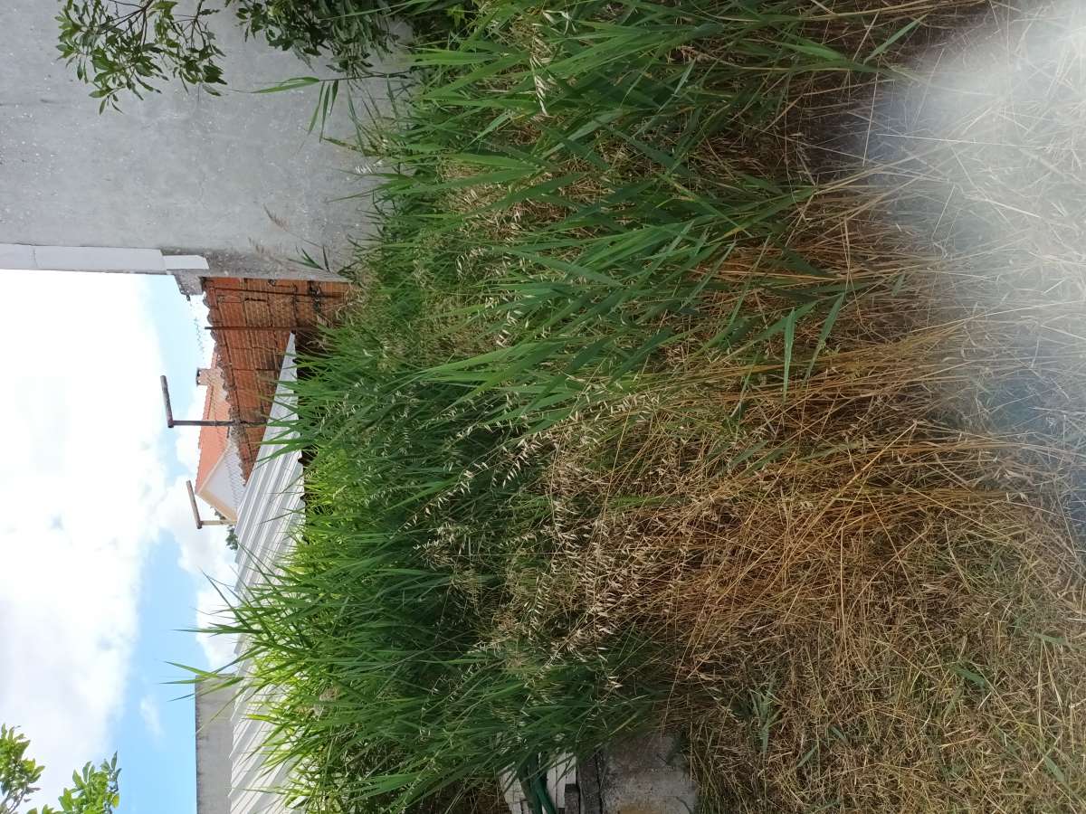 Paulo Santos - Almada - Gardening