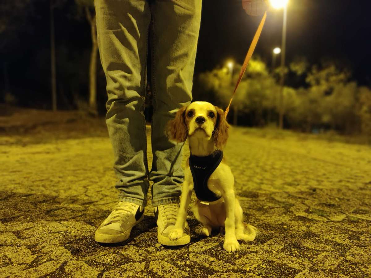 Zakhar - Oeiras - Dog Walking