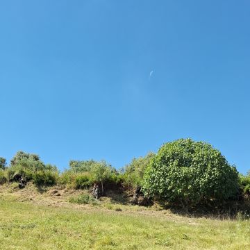 SAFRA SERENA - Entroncamento - Poda y mantenimiento de árboles