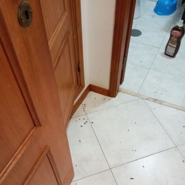 Abpossibility unipessoal Lda - Sintra - Property Cleanup