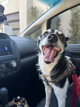 Hotel para Cães
