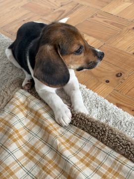Hotel e Creche para Animais - Animais