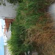 Paulo Santos - Almada - Gardening